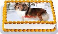 Торт с собакой шелти в Санкт-Петербурге