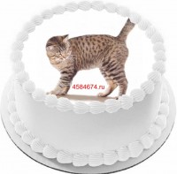 Торт с изображением кошки породы американский бобтейл короткошёрстный {$region.field[40]}