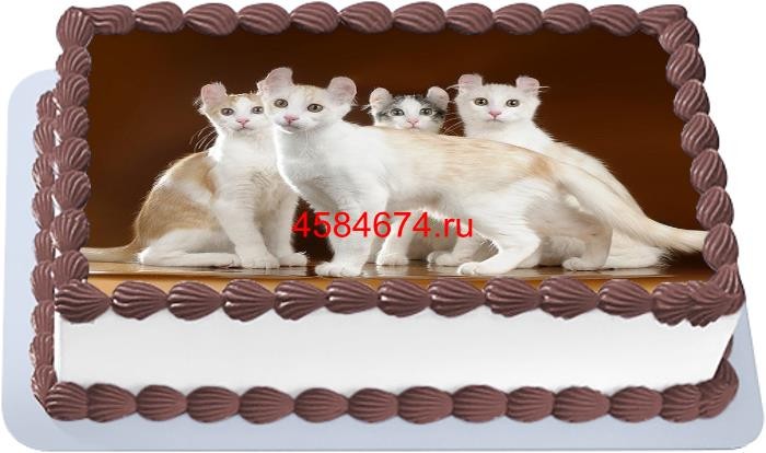 Торт с изображением кошки породы американский кёрл короткошёрстный