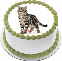 Торт с изображением кошки породы американская короткошёрстная {$region.field[40]}