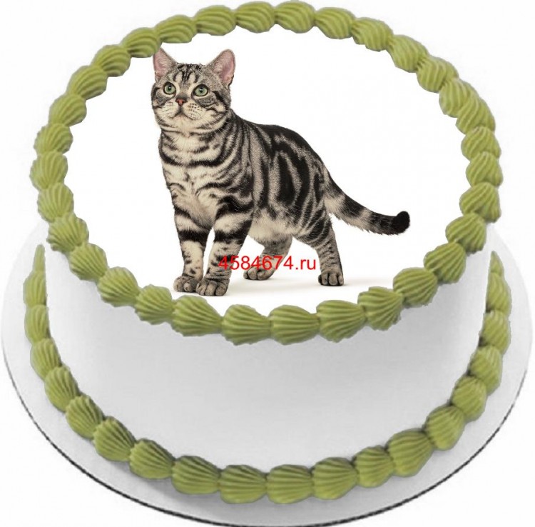 Торт с изображением кошки породы американская короткошёрстная