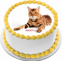 Торт с изображением кошки породы аравийский мау {$region.field[40]}
