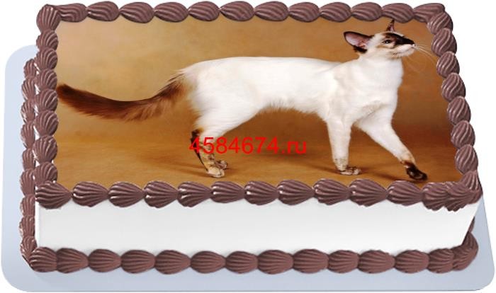 Торт с изображением кошки породы балинеp