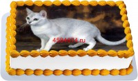 Торт с изображением кошки породы бурмилла короткошёрстный {$region.field[40]}