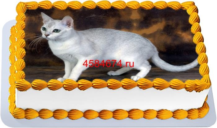 Торт с изображением кошки породы бурмилла короткошёрстный