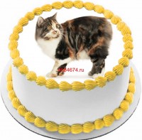 Торт с изображением кошки породы кимрик {$region.field[40]}