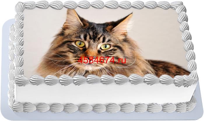 Торт с изображением кошки породы мейн-кун