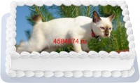 Торт с изображением кошки породы меконгский бобтейл {$region.field[40]}