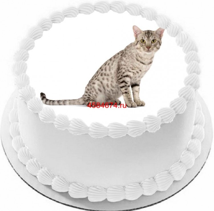 Торт с изображением кошки породы оцикет