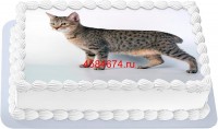 Торт с изображением кошки породы пиксибоб {$region.field[40]}