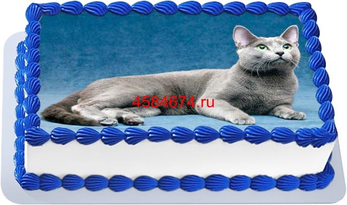 Торт с изображением кошки породы русская голубая