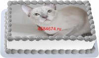 Торт с изображением кошки породы тонкинская в Санкт-Петербурге