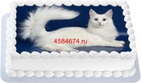 Торт с изображением кошки породы турецкая ангора {$region.field[40]}
