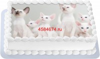Торт с изображением кошки породы форин вайт {$region.field[40]}