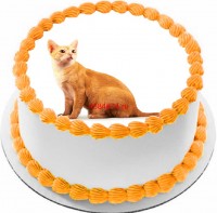 Торт с изображением кошки породы цейлонская {$region.field[40]}