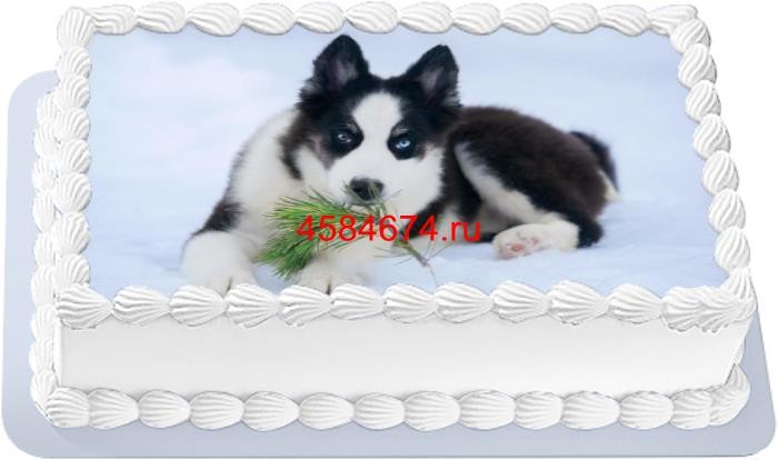 Торт с собакой якутская лайка