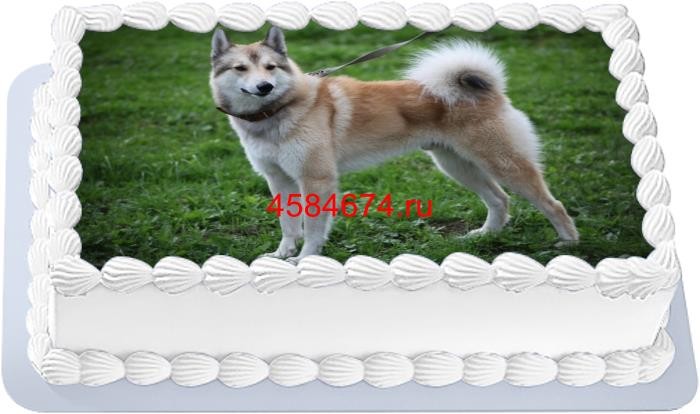 Торт с собакой восточно-сибирская лайка