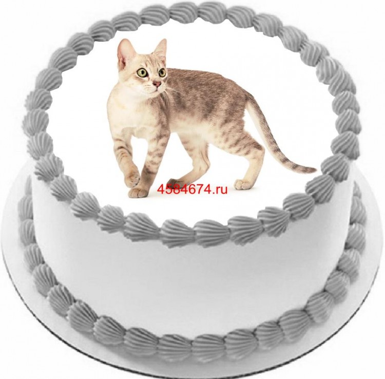 Торт с изображением кошки породы австралийский мист