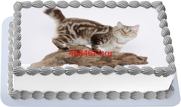 Торт с изображением кошки породы американский бобтейл длинношёрстный