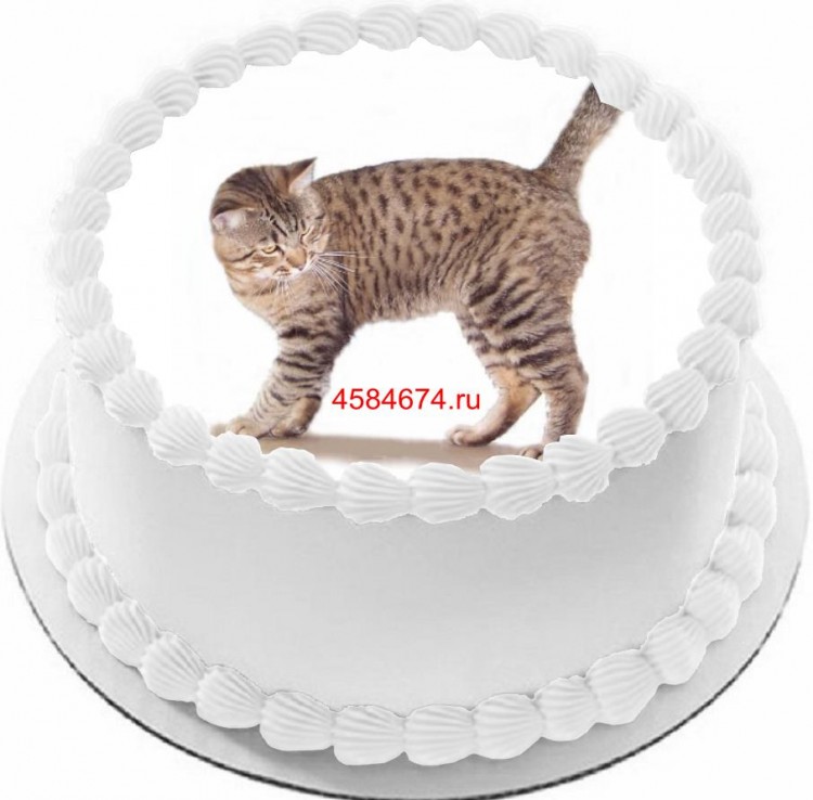 Торт с изображением кошки породы американский бобтейл короткошёрстный