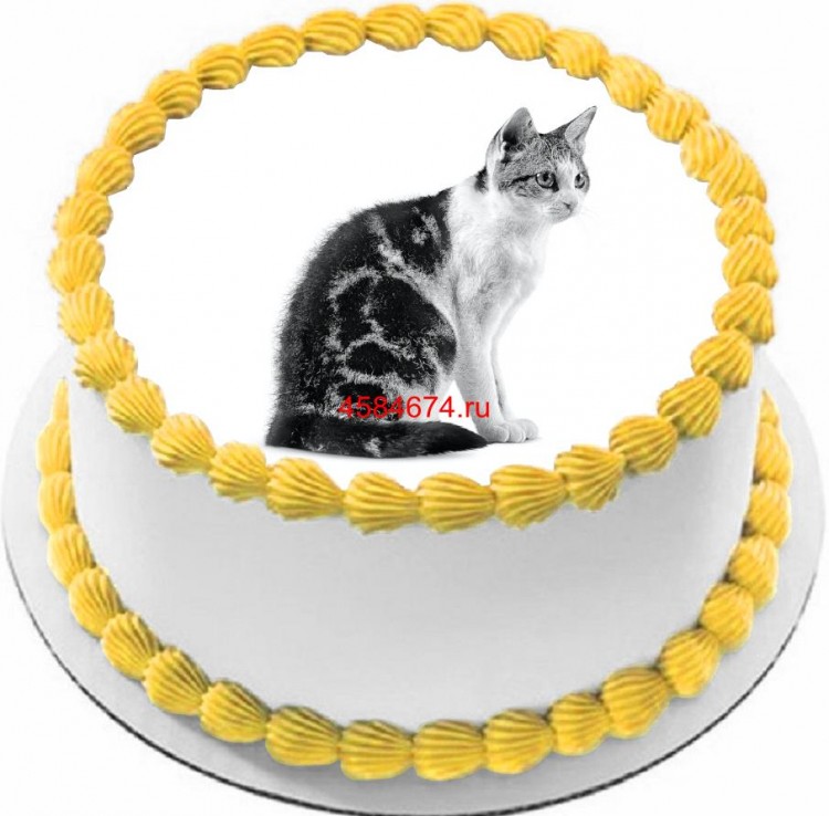 Торт с изображением кошки породы американская жесткошёрстная