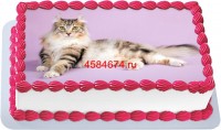 Торт с изображением кошки породы американский кёрл длинношёрстный в Санкт-Петербурге