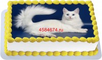 Торт с изображением кошки породы анатолийская в Санкт-Петербурге