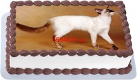 Торт с изображением кошки породы балинеp в Санкт-Петербурге