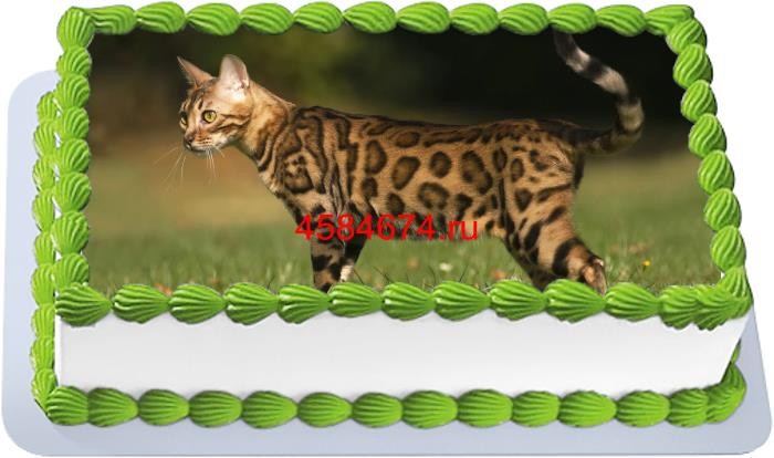 Торт с изображением кошки породы бенгальская