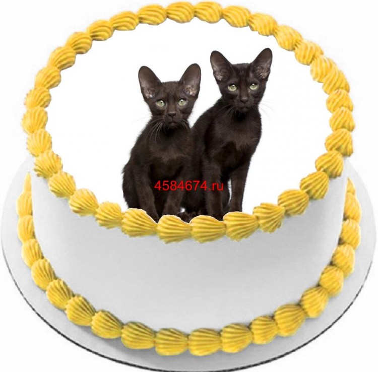 Торт с изображением кошки породы гавана