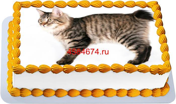 купить торт с изображением кошки породы карельский бобтейл длинношёрстный c  бесплатной доставкой в Санкт-Петербурге, Питере, СПБ