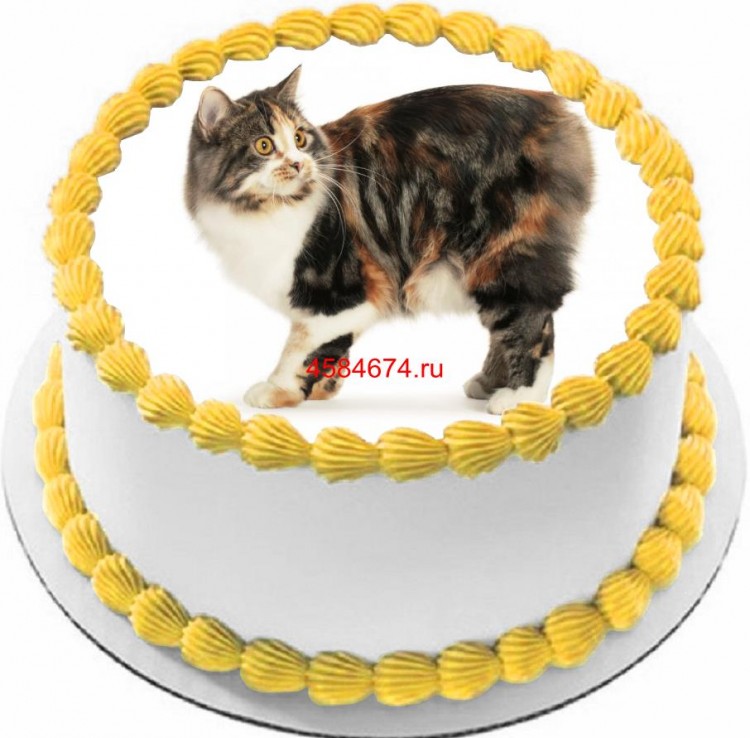 Торт с изображением кошки породы кимрик