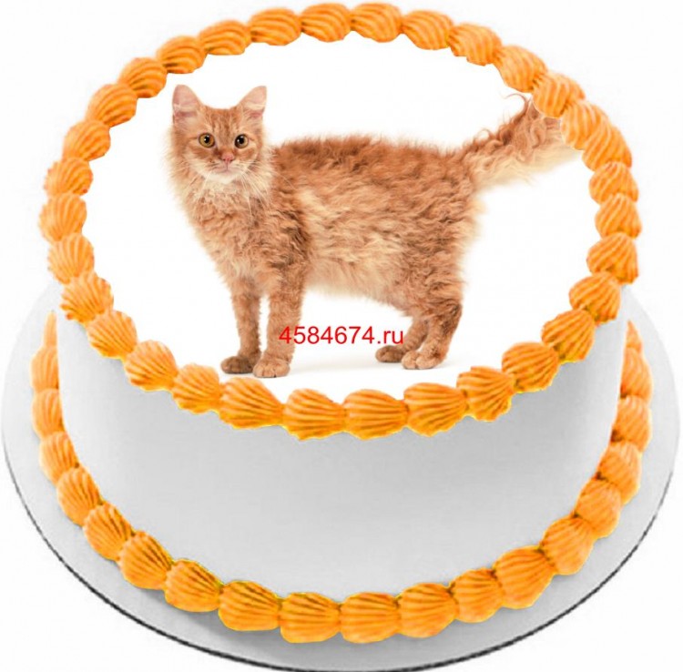 Торт с изображением кошки породы лаперм