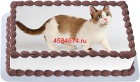 Торт с изображением кошки породы манчкин {$region.field[40]}