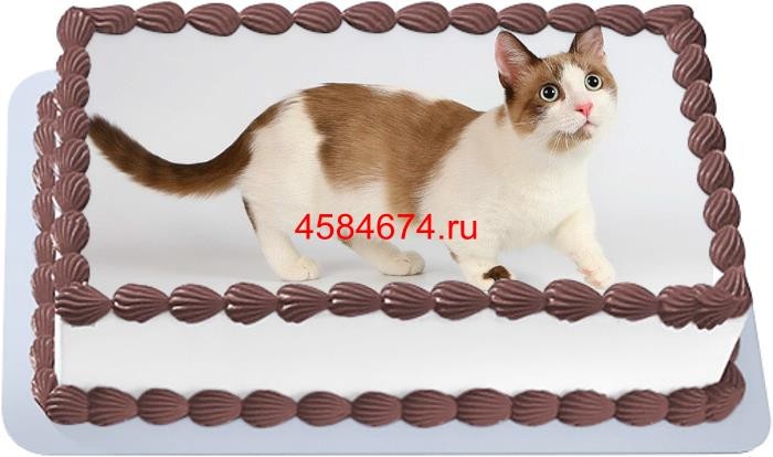 Торт с изображением кошки породы манчкин