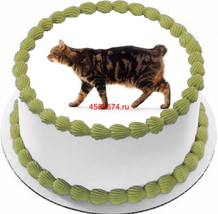 Торт с изображением кошки породы мэнкс