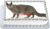 Торт с изображением кошки породы нибелунг {$region.field[40]}