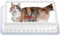 Торт с изображением кошки породы норвежская лесная {$region.field[40]}