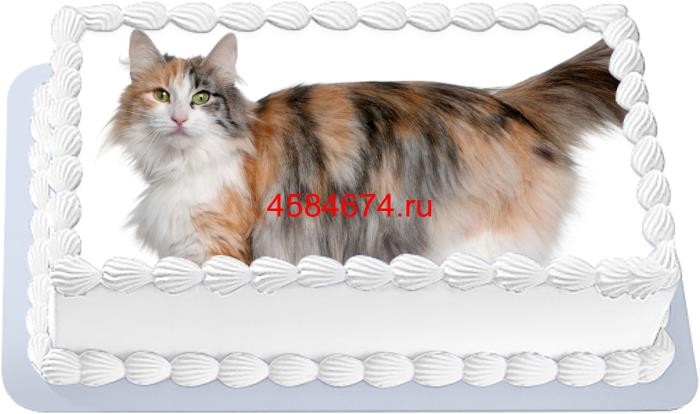 Торт с изображением кошки породы норвежская лесная
