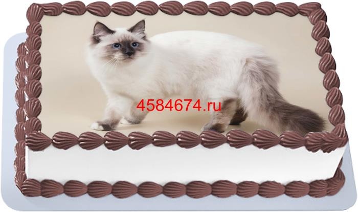 Торт с изображением кошки породы колорпойнт
