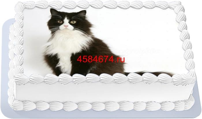 Торт с изображением кошки породы рагамаффин