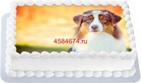 Торт с собакой австралийская овчарка в Санкт-Петербурге