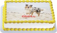 Торт с собакой аусси в Санкт-Петербурге