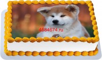 Торт с собакой акита-ину в Санкт-Петербурге