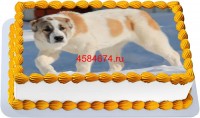 Торт с собакой алабай в Санкт-Петербурге