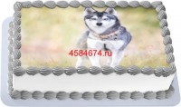 Торт с собакой аляскинский кли-кай в Санкт-Петербурге