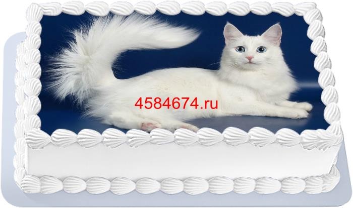 Торт с изображением кошки породы турецкая ангора