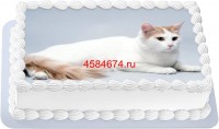 Торт с изображением кошки породы турецкий ван в Санкт-Петербурге