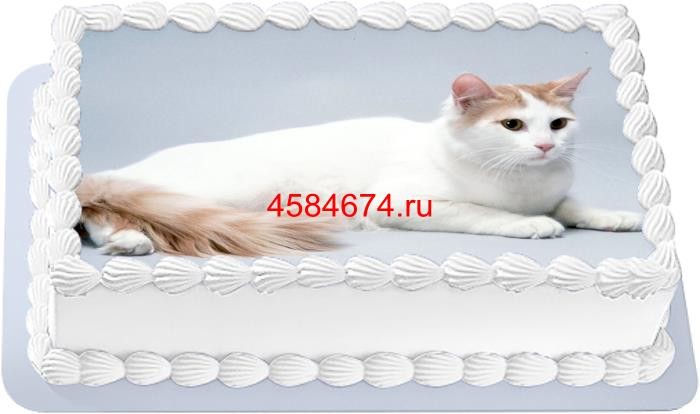 Торт с изображением кошки породы турецкий ван