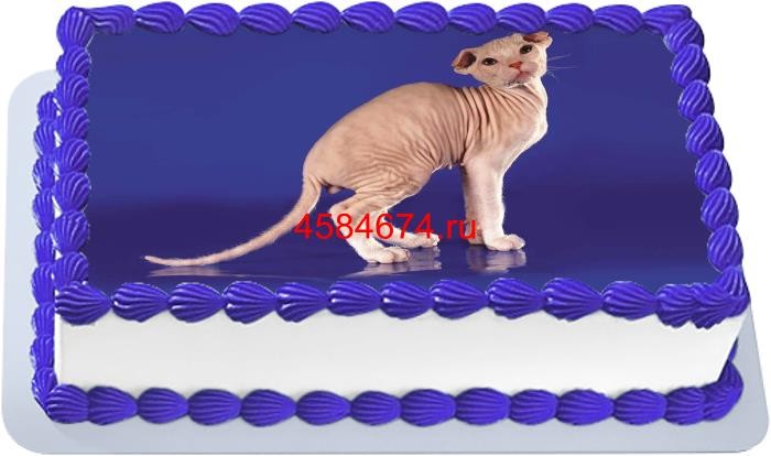 Торт с изображением кошки породы украинский левкой